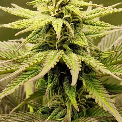F3 OG Kush growlog timeline photo