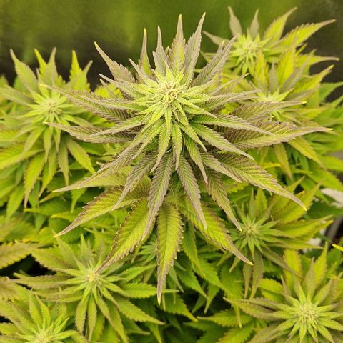 F3 OG Kush growlog timeline photo
