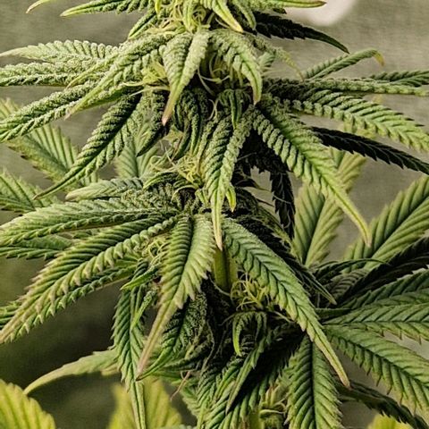 F3 Tropicanna Cookies growlog timeline photo