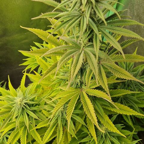 F3 Tropicanna Cookies growlog timeline photo
