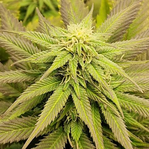 F3 Wedding Cake growlog timeline photo