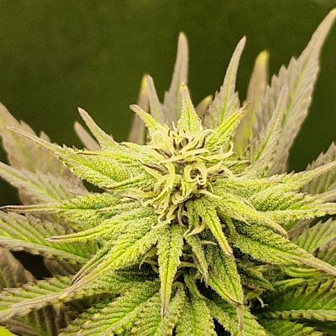 F3 OG Kush growlog timeline photo