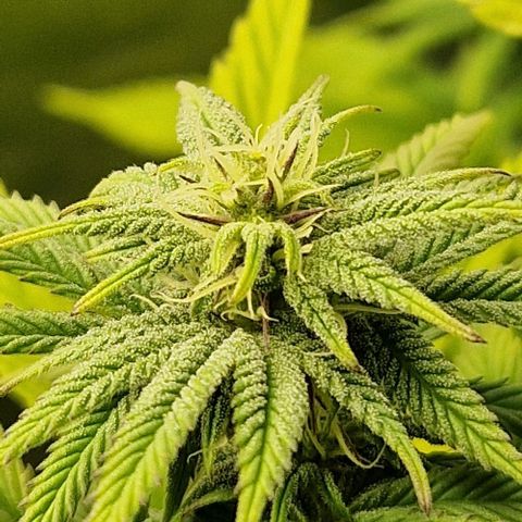 F3 Tropicanna Cookies growlog timeline photo