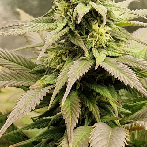F3 Wedding Cake growlog timeline photo
