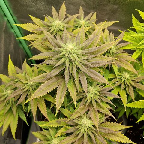 F3 Wedding Cake growlog timeline photo
