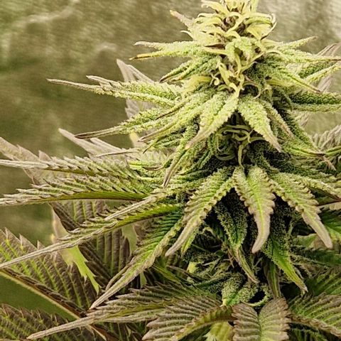 F3 OG Kush growlog timeline photo