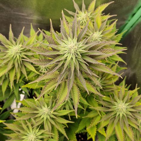 F3 OG Kush growlog timeline photo