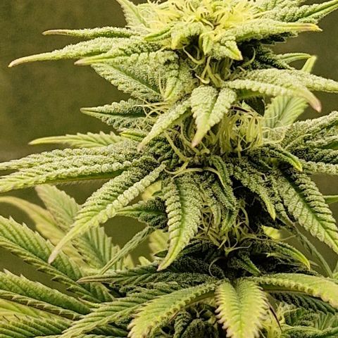 F3 Tropicanna Cookies growlog timeline photo