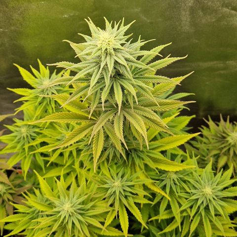 F3 Tropicanna Cookies growlog timeline photo