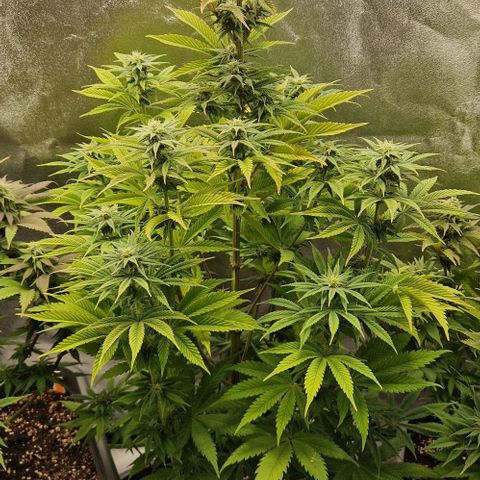 F3 Tropicanna Cookies growlog timeline photo