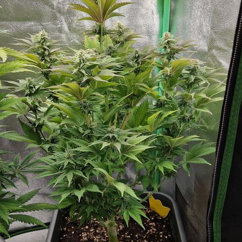 F3 OG Kush growlog timeline photo