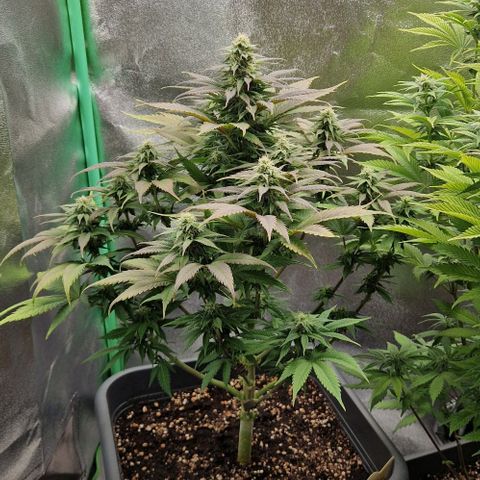 F3 Wedding Cake growlog timeline photo