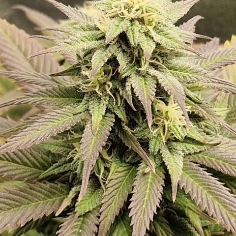 F3 Wedding Cake growlog timeline photo