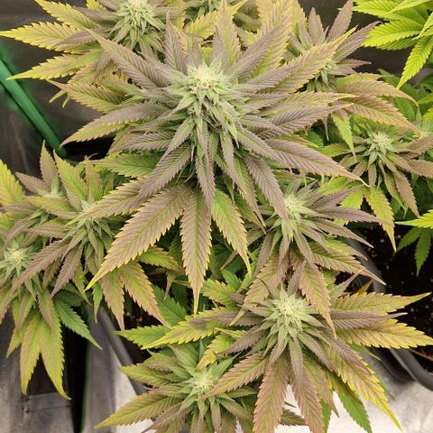 F3 Wedding Cake growlog timeline photo