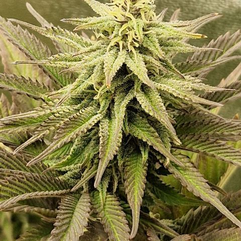 F3 OG Kush growlog timeline photo