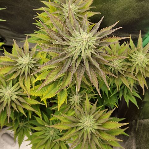 F3 OG Kush growlog timeline photo