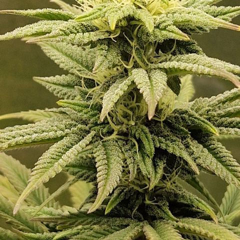 F3 Tropicanna Cookies growlog timeline photo