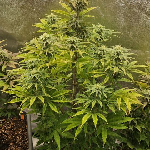 F3 Tropicanna Cookies growlog timeline photo