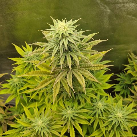 F3 Tropicanna Cookies growlog timeline photo