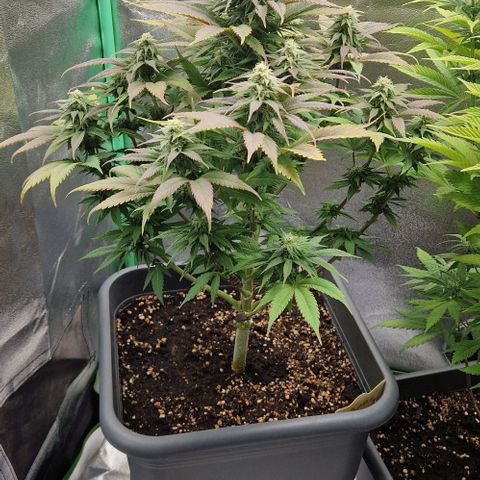 F3 Wedding Cake growlog timeline photo