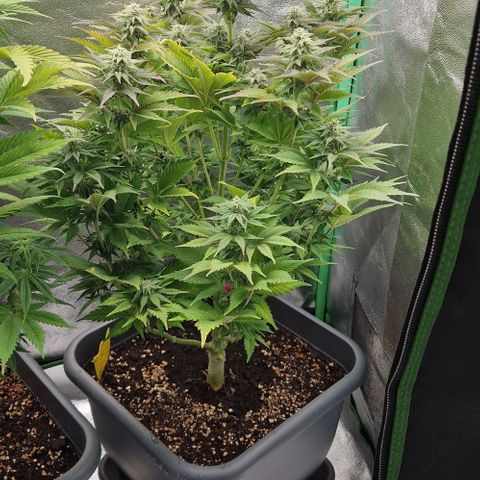 F3 OG Kush growlog timeline photo