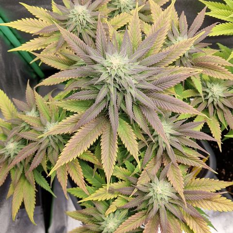 F3 Wedding Cake growlog timeline photo