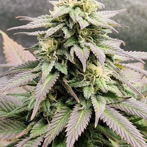 F3 Wedding Cake growlog timeline photo