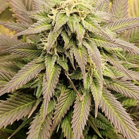 F3 Wedding Cake growlog timeline photo