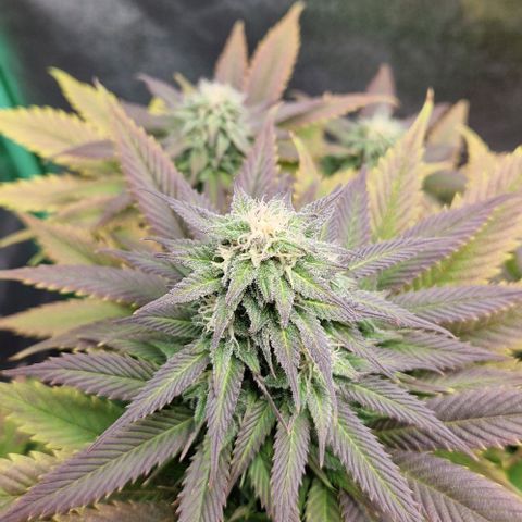 F3 Wedding Cake growlog timeline photo