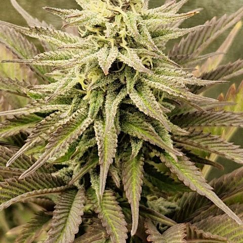 F3 OG Kush growlog timeline photo