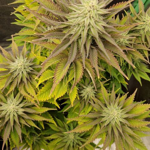 F3 OG Kush growlog timeline photo