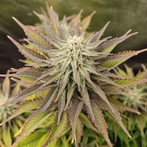 F3 OG Kush growlog timeline photo