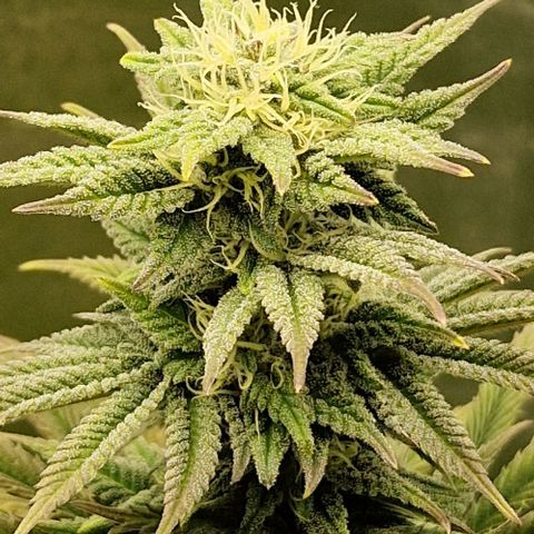 F3 Tropicanna Cookies growlog timeline photo