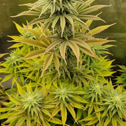 F3 Tropicanna Cookies growlog timeline photo