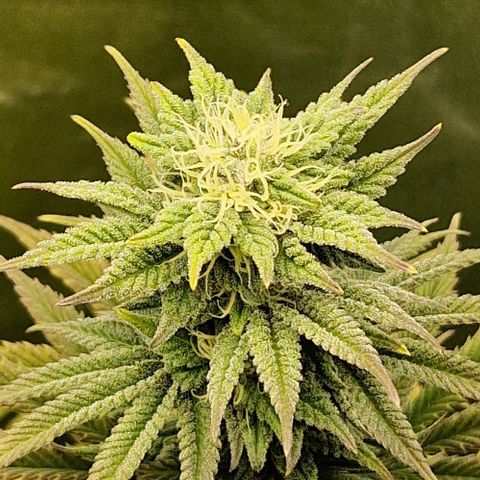 F3 Tropicanna Cookies growlog timeline photo