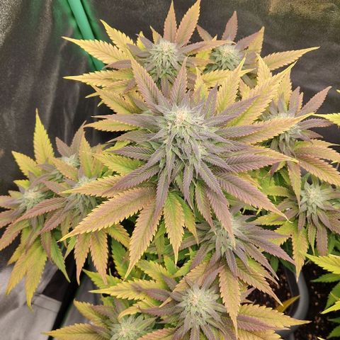 F3 Wedding Cake growlog timeline photo