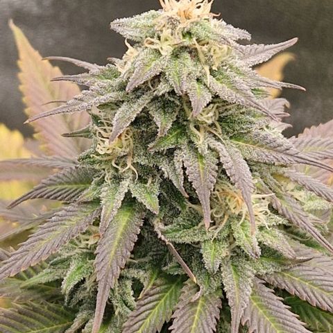 F3 Wedding Cake growlog timeline photo