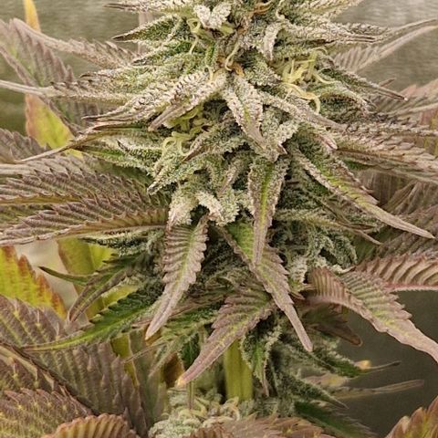 F3 OG Kush growlog timeline photo