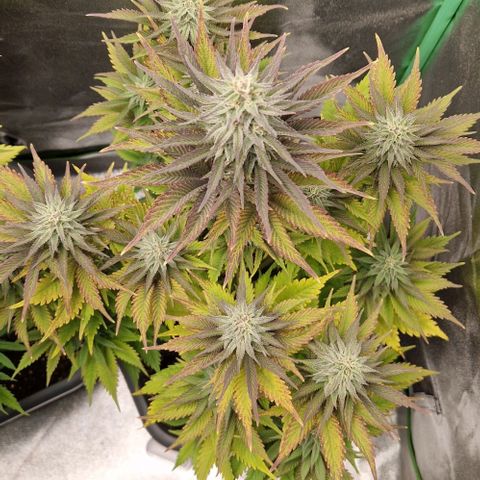 F3 OG Kush growlog timeline photo
