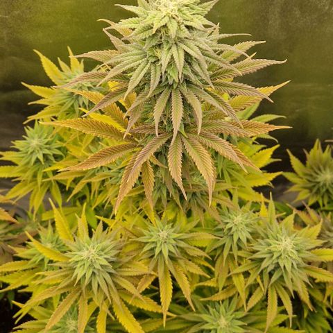 F3 Tropicanna Cookies growlog timeline photo