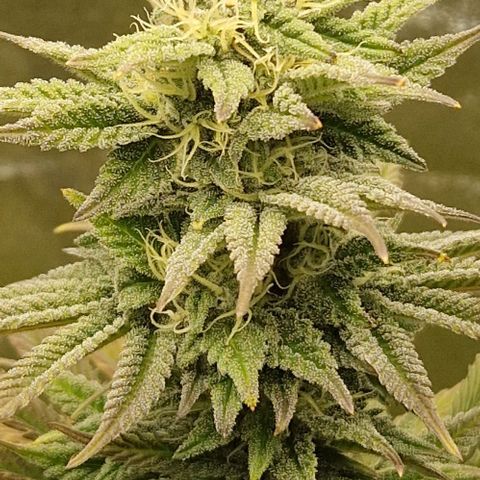 F3 Tropicanna Cookies growlog timeline photo