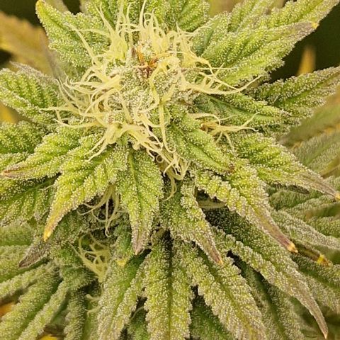 F3 Tropicanna Cookies growlog timeline photo