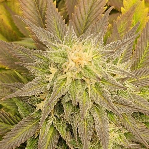 F3 OG Kush growlog timeline photo