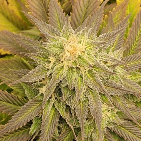 F3 OG Kush growlog timeline photo