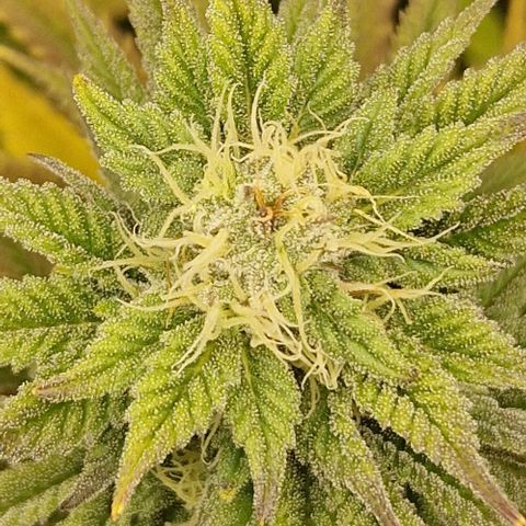 F3 Tropicanna Cookies growlog timeline photo
