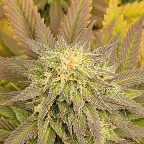 F3 Wedding Cake growlog timeline photo