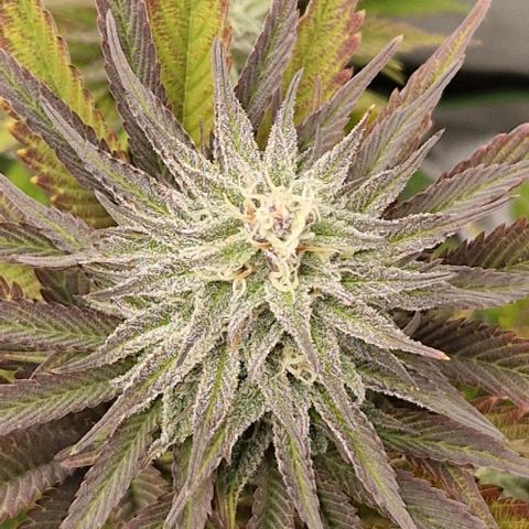 F3 OG Kush growlog timeline photo