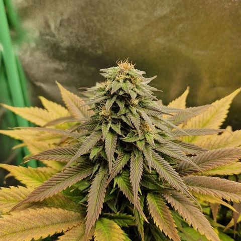 F3 Wedding Cake growlog timeline photo