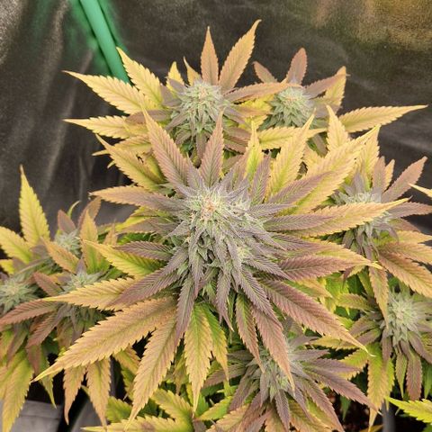 F3 Wedding Cake growlog timeline photo