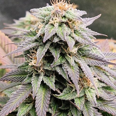 F3 Wedding Cake growlog timeline photo